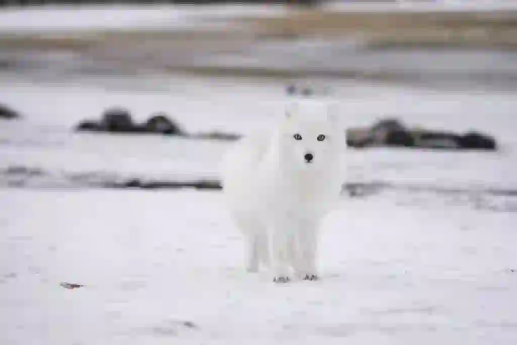 ホッキョクギツネ