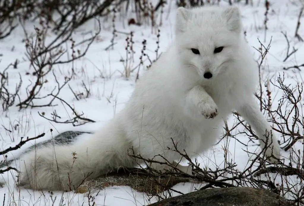 Arctic Fox