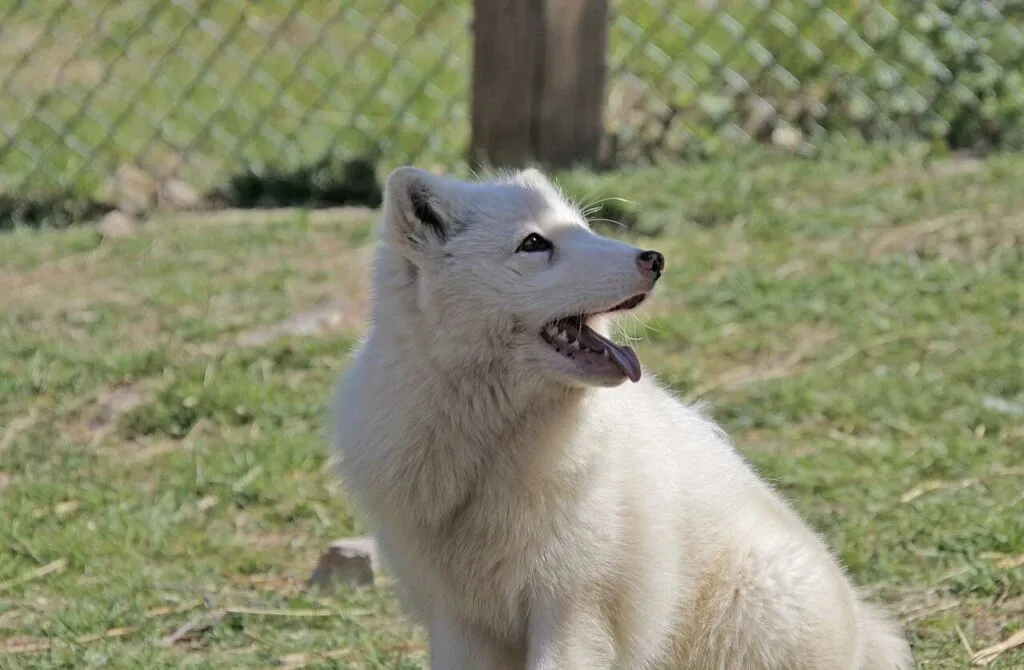 Arctic Fox