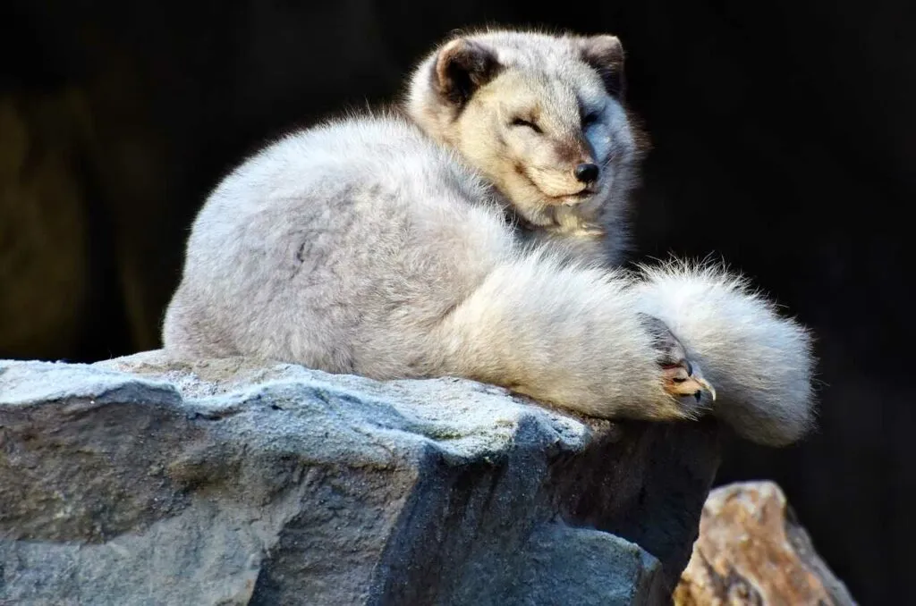 Arctic Fox