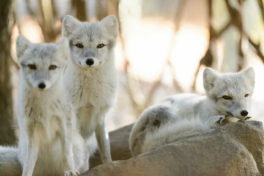 Arctic Fox