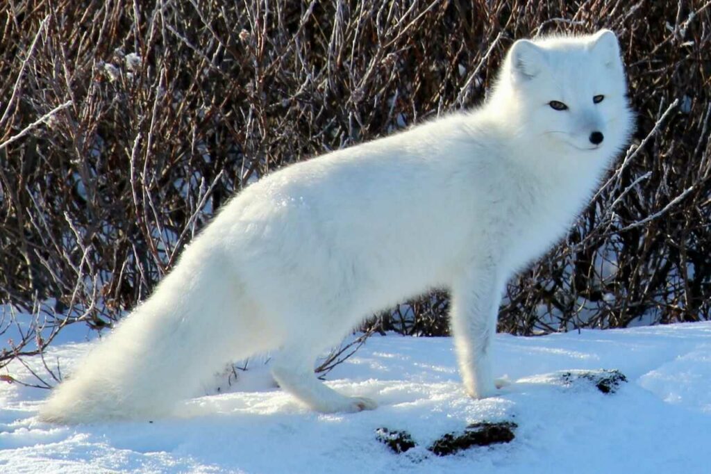 Arctic Fox