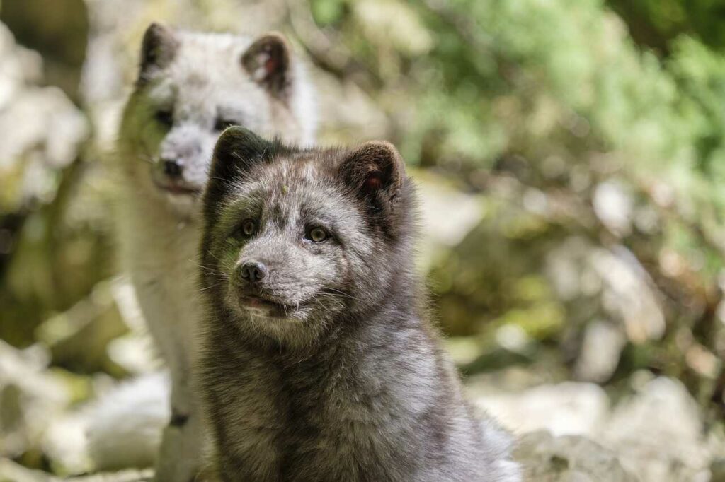 Arctic Fox