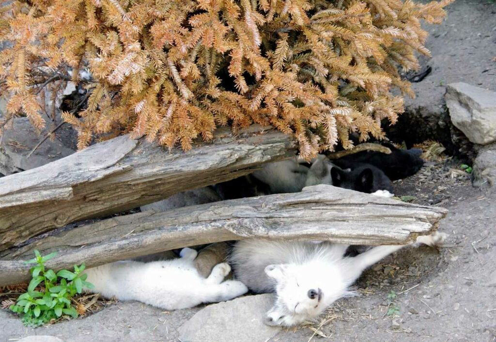 Arctic Fox