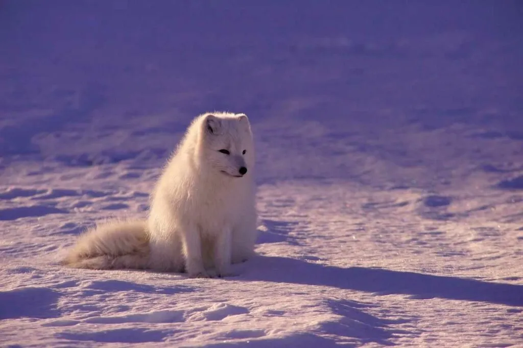 Arctic Fox