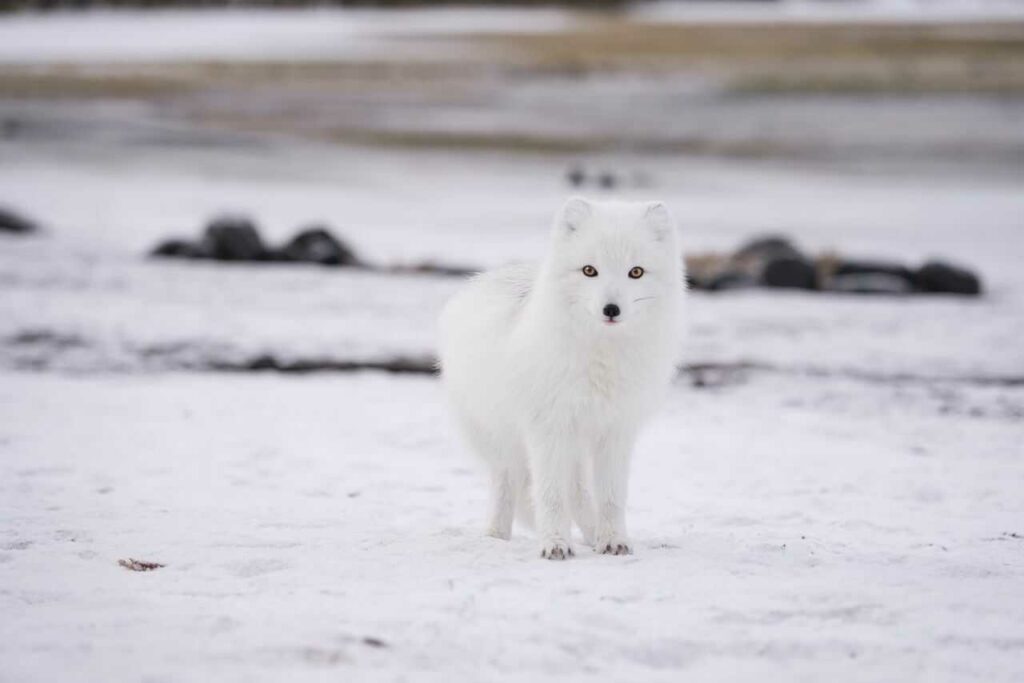 Arctic Fox