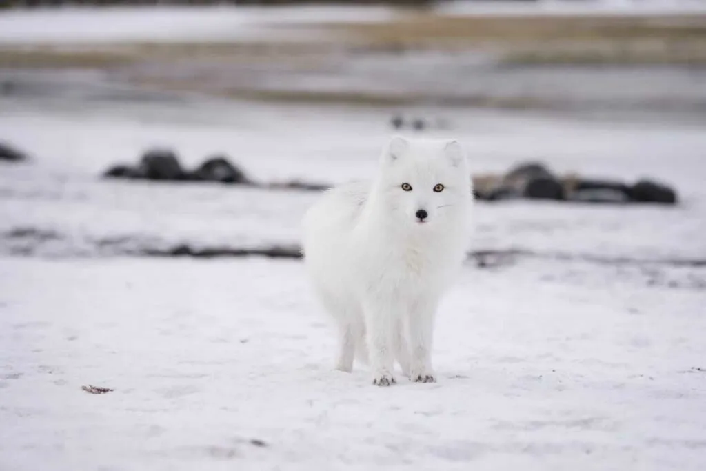 Arctic Fox