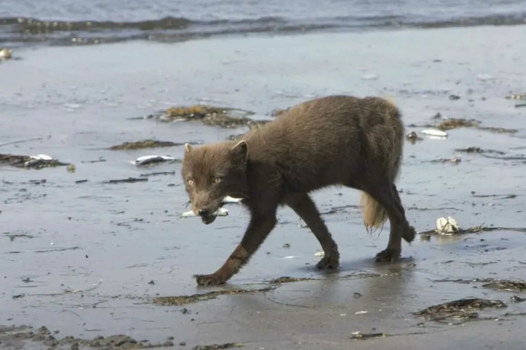 Arctic Fox