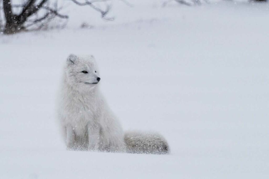 Arctic Fox