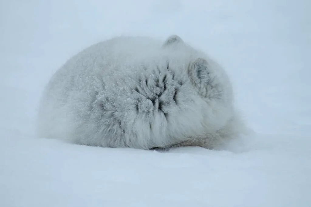 Arctic Fox