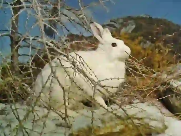 ホッキョクウサギ