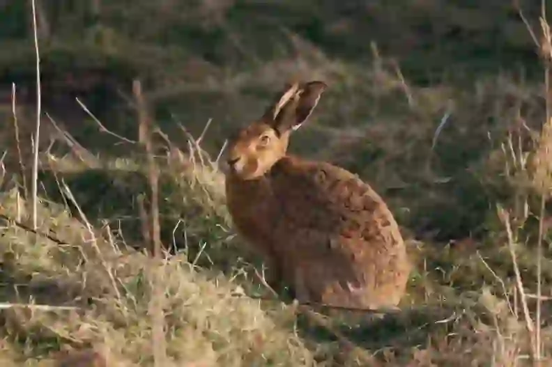 ホッキョクウサギ