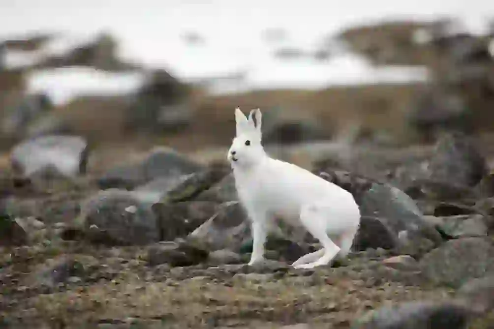 ホッキョクウサギ