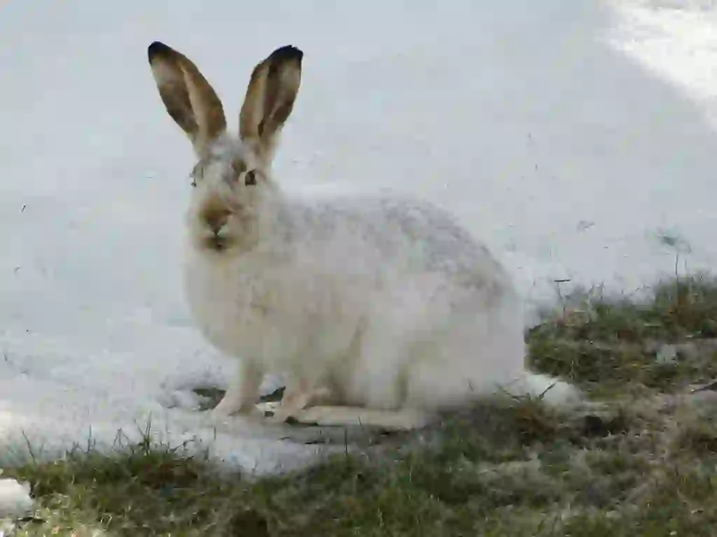 ホッキョクウサギ