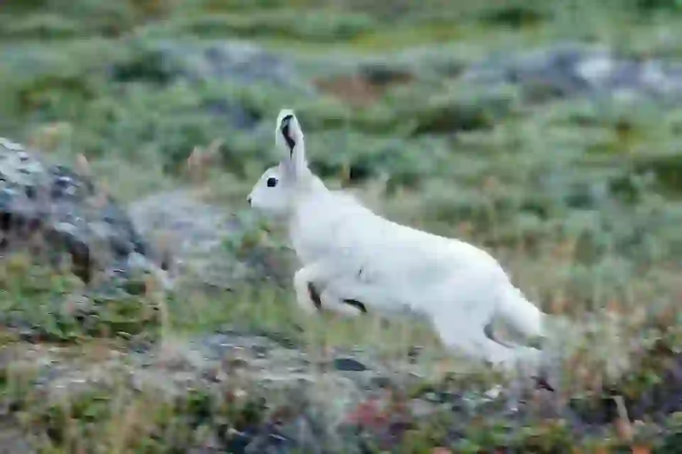 ホッキョクウサギ