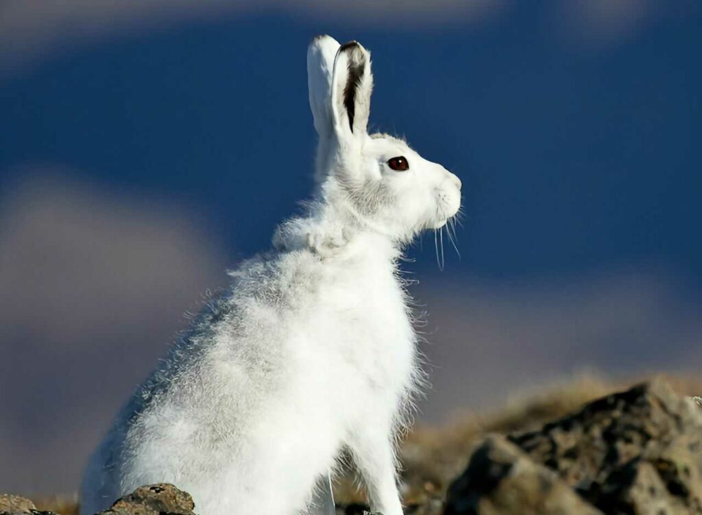 Arctic Hare