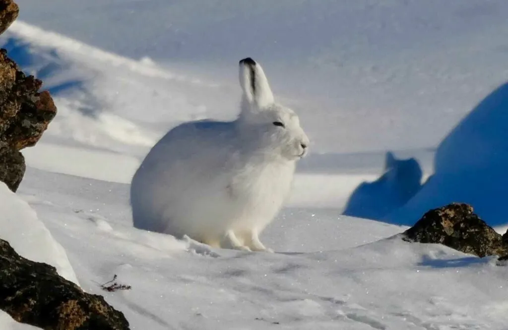 ホッキョクウサギ