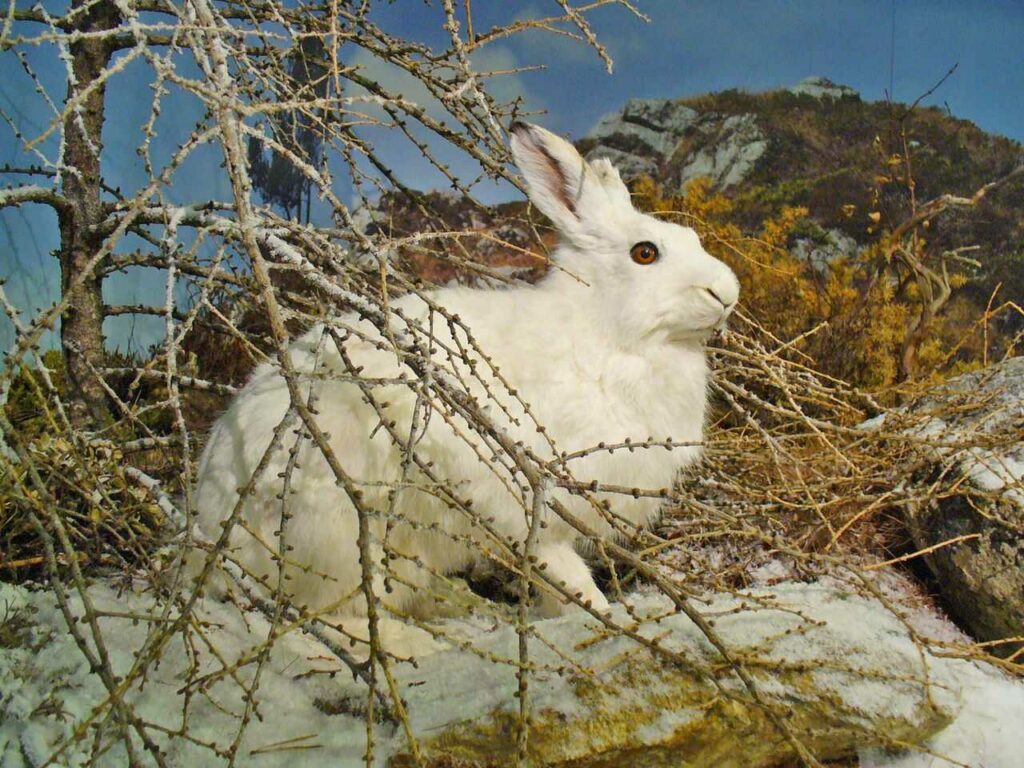 Arctic Hare