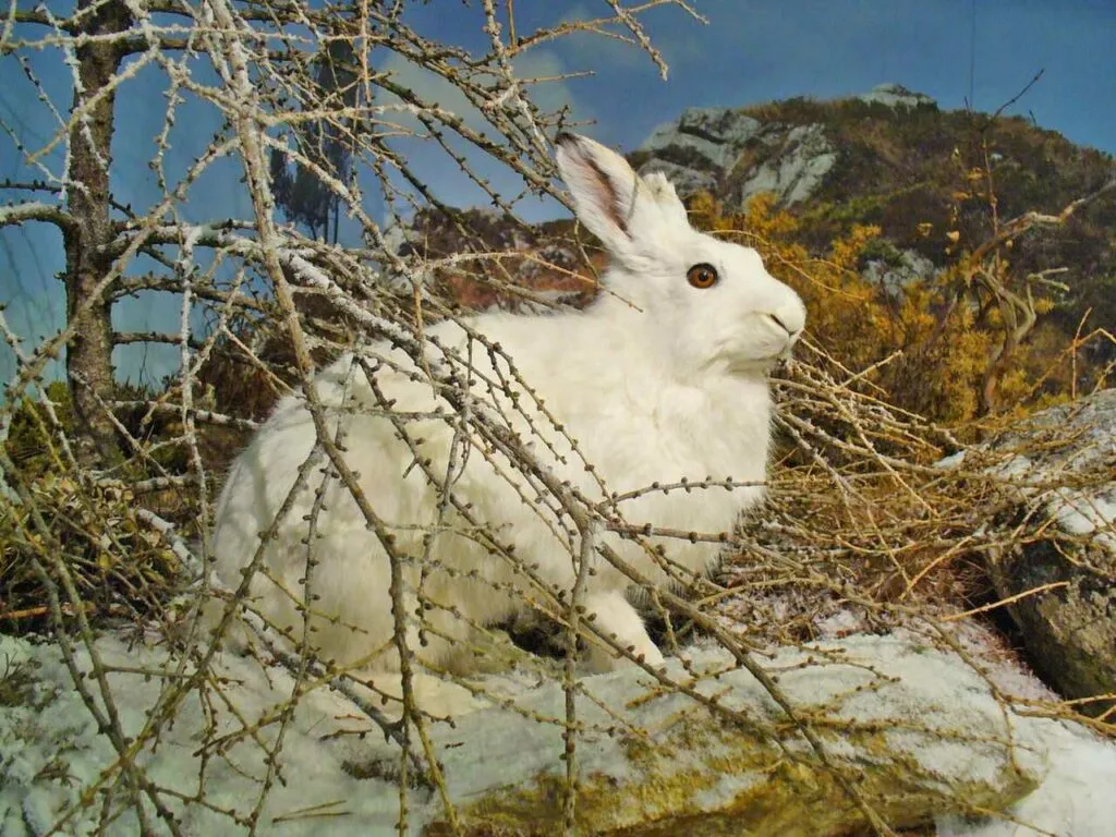 Arctic Hare