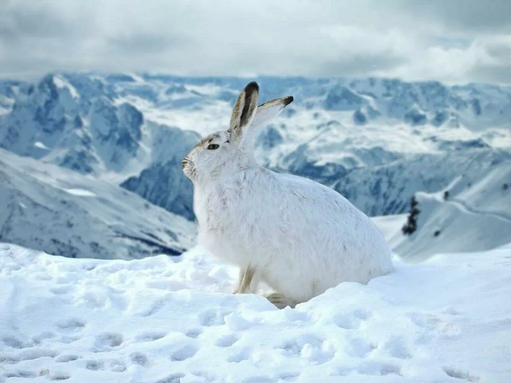 Arctic Hare