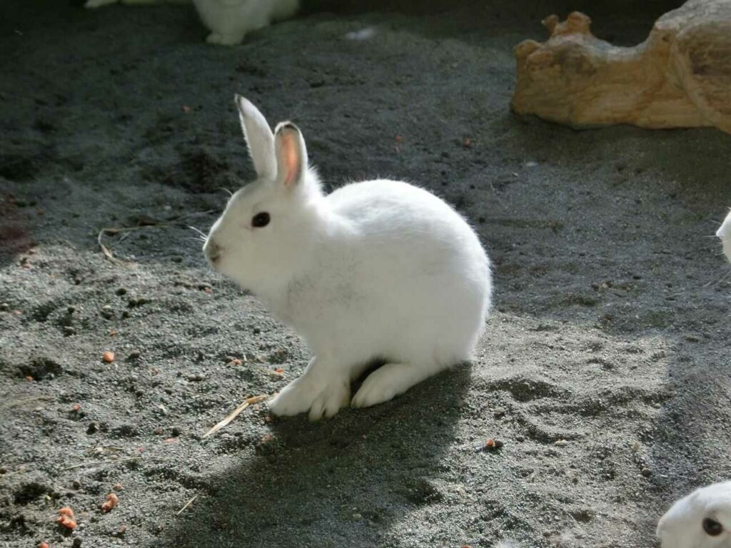 Arctic Hare