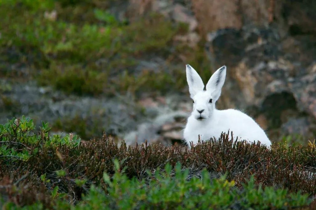 Arctic Hare