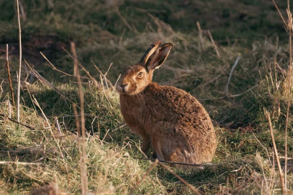 Arctic Hare