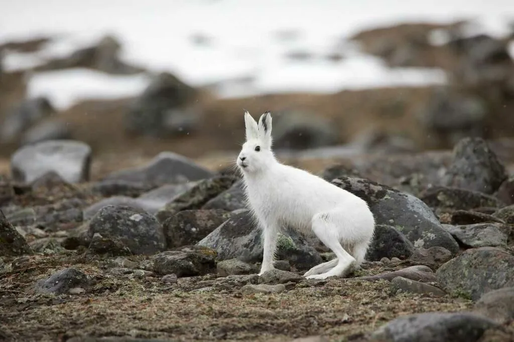 Arctic Hare