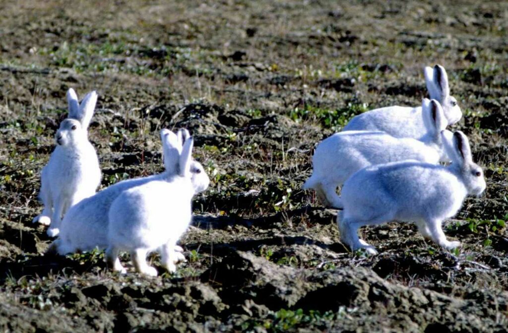 Arctic Hare