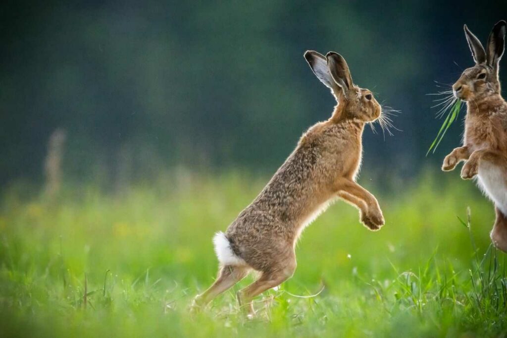 Arctic Hare