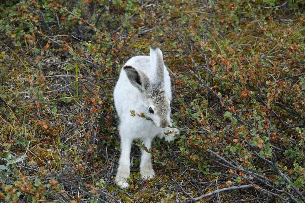 ホッキョクウサギ