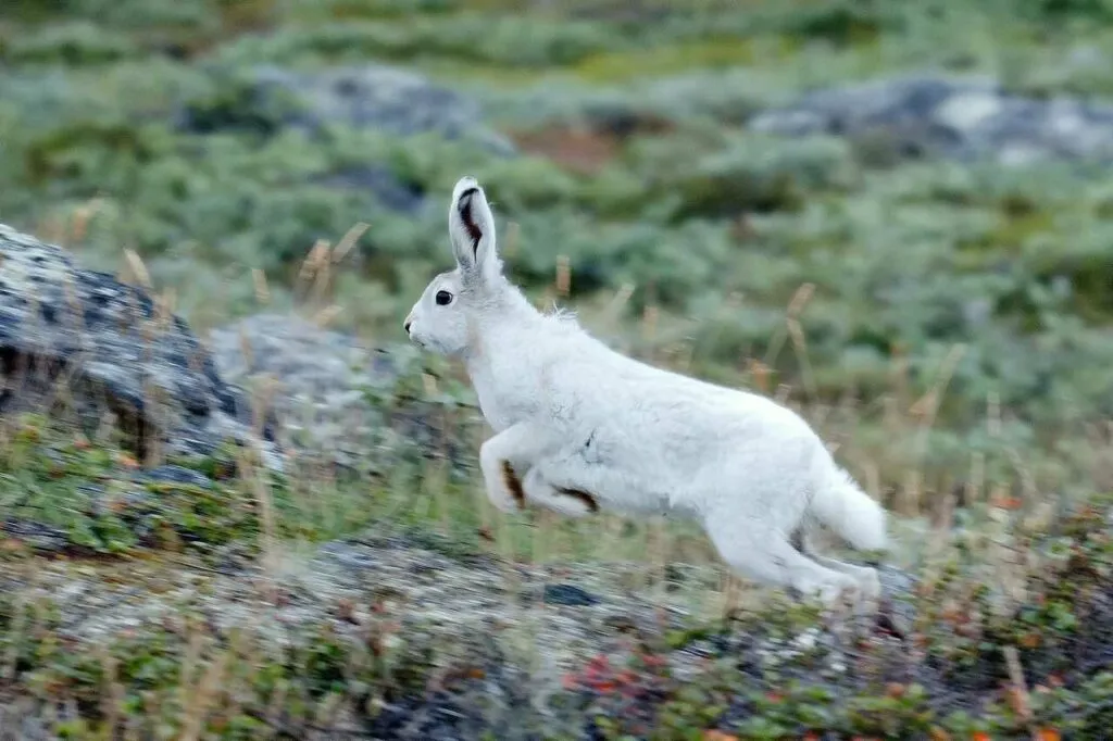 Arctic Hare