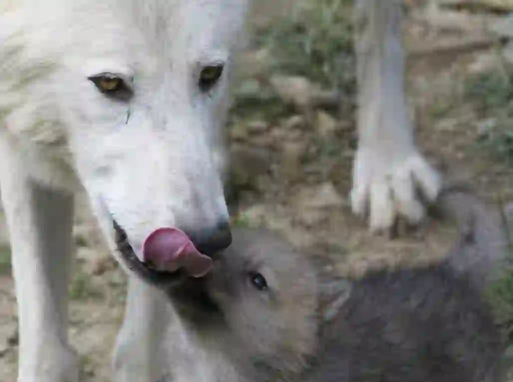 ホッキョクオオカミ