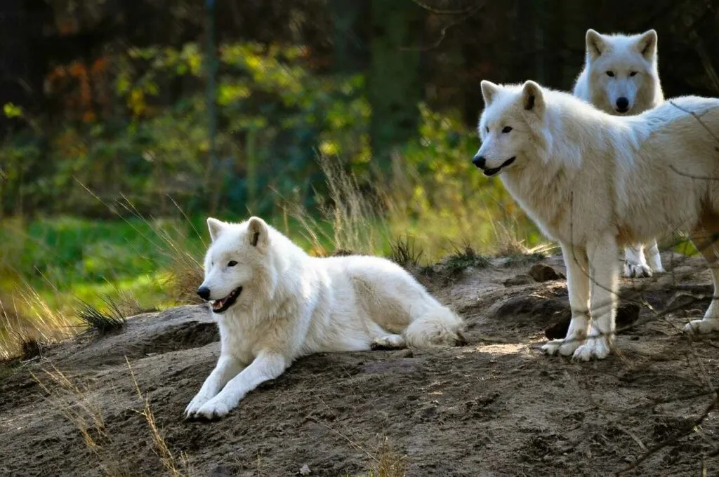 Arctic Wolf