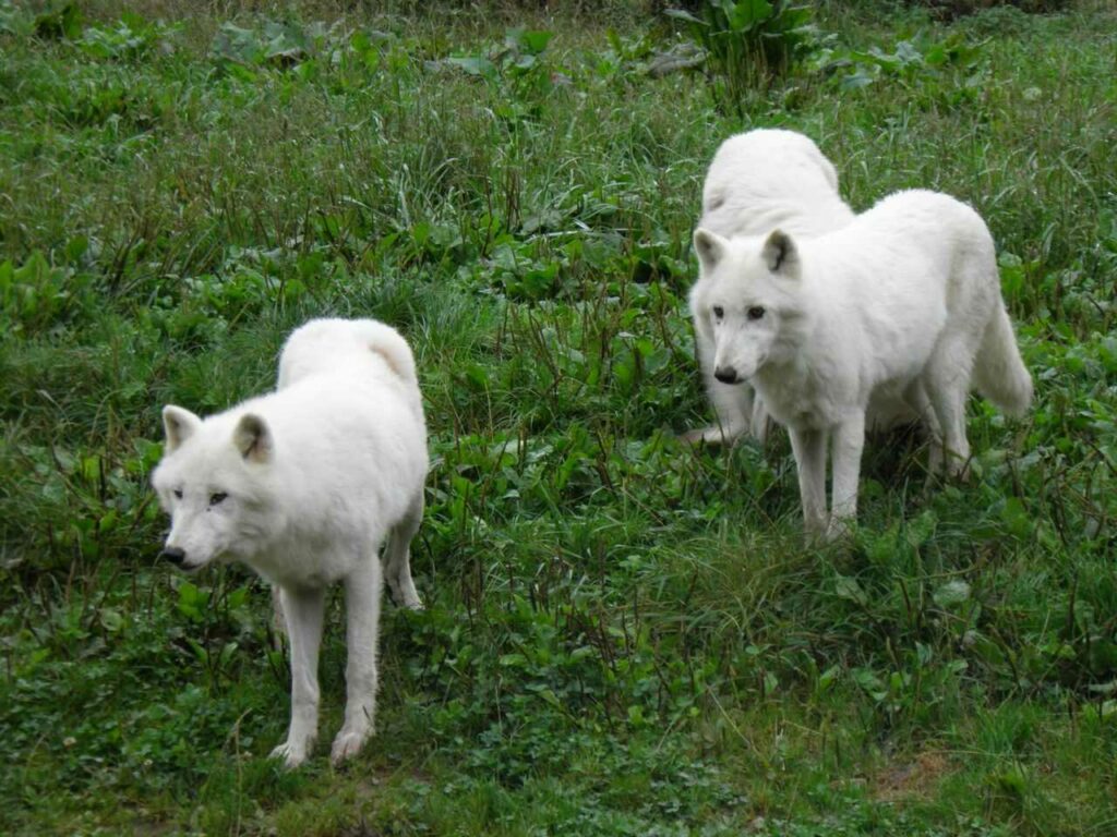 Arctic Wolf