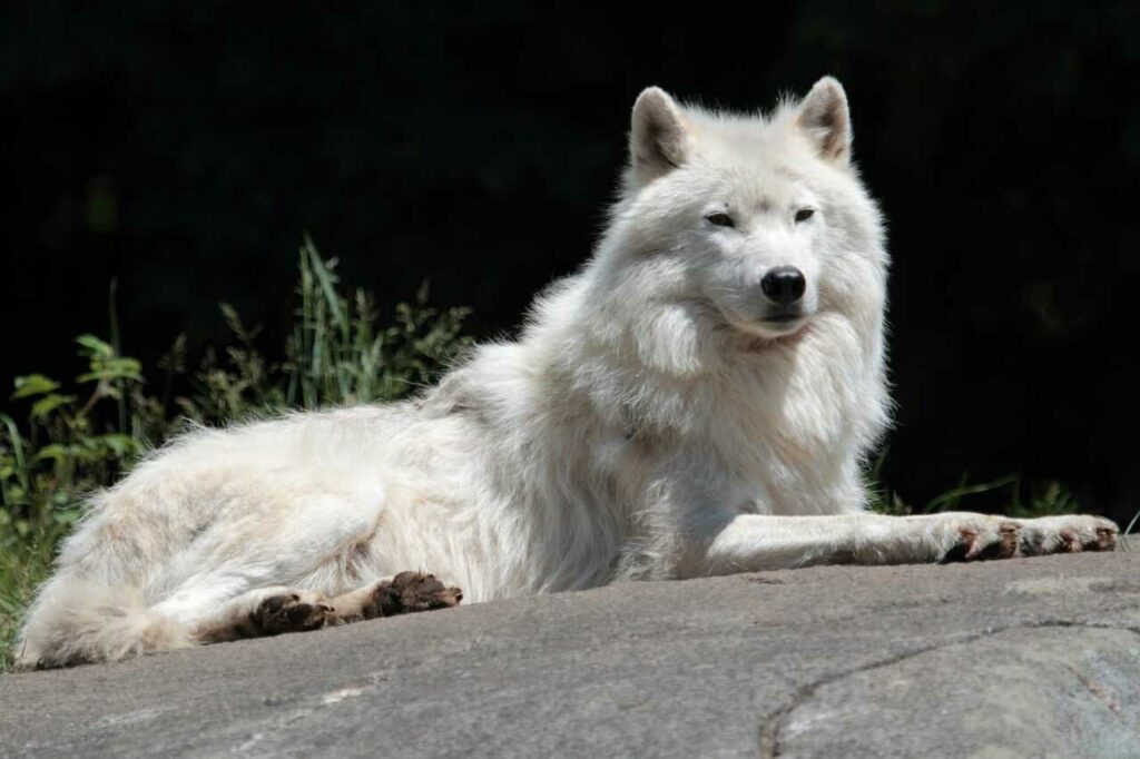 Arctic Wolf