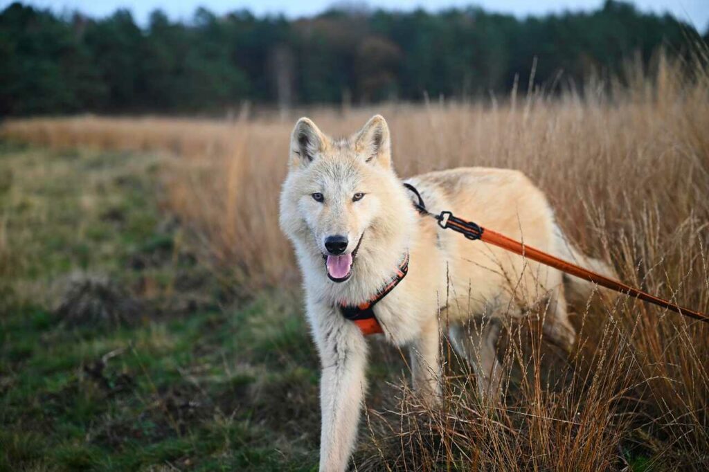 Arctic Wolf