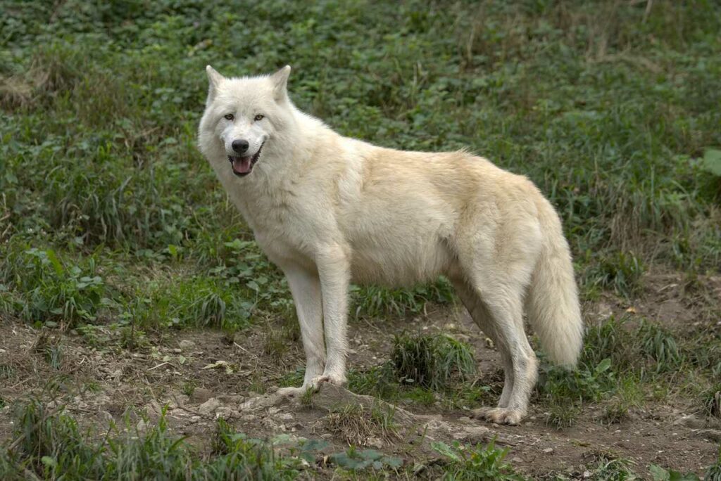 Arctic Wolf