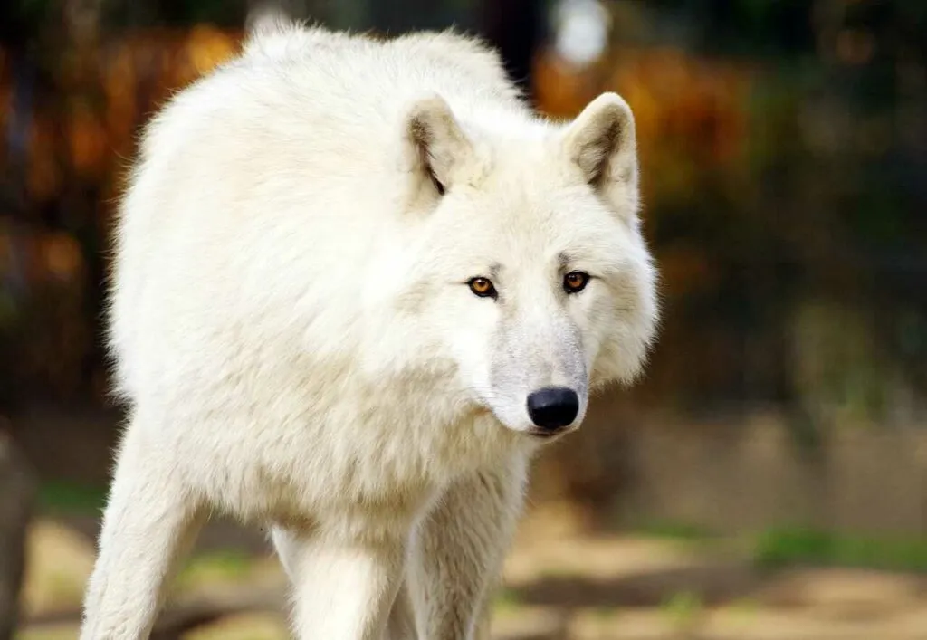 Arctic Wolf