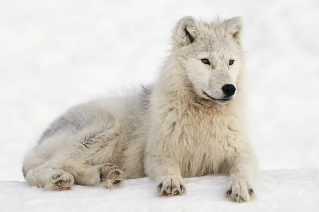 Arctic Wolf