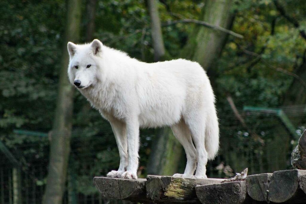 Arctic Wolf