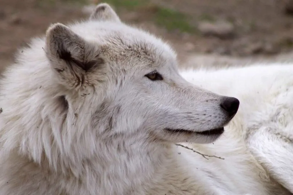 Arctic Wolf