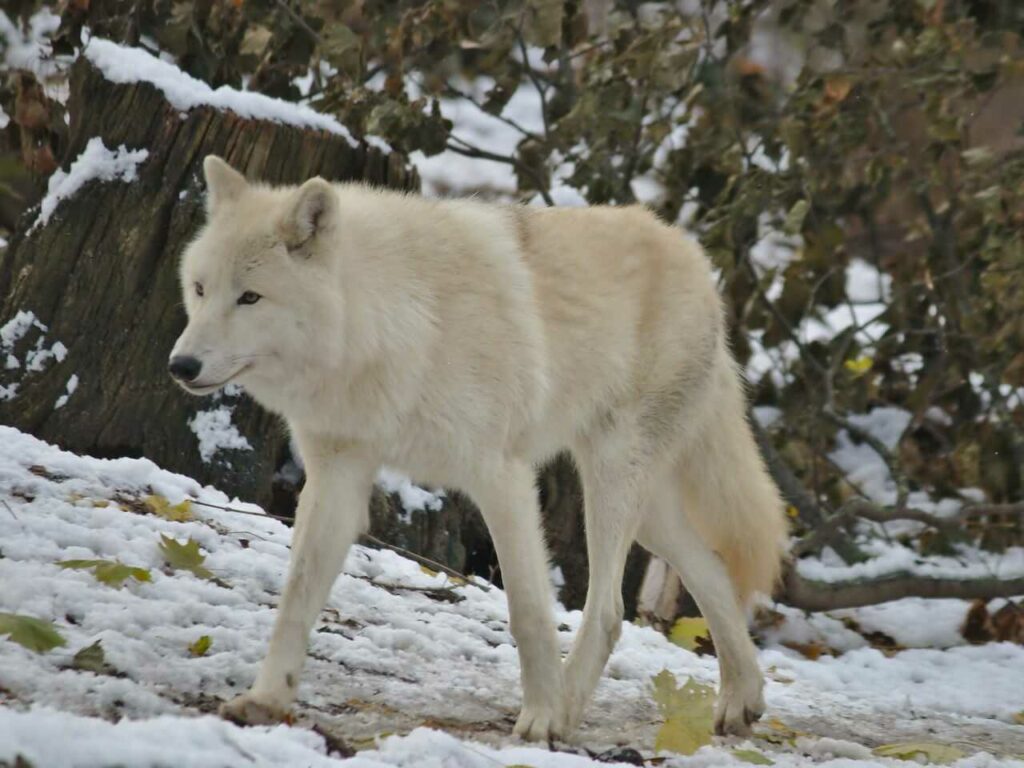 Arctic Wolf