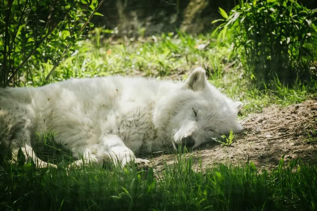 Arctic Wolf