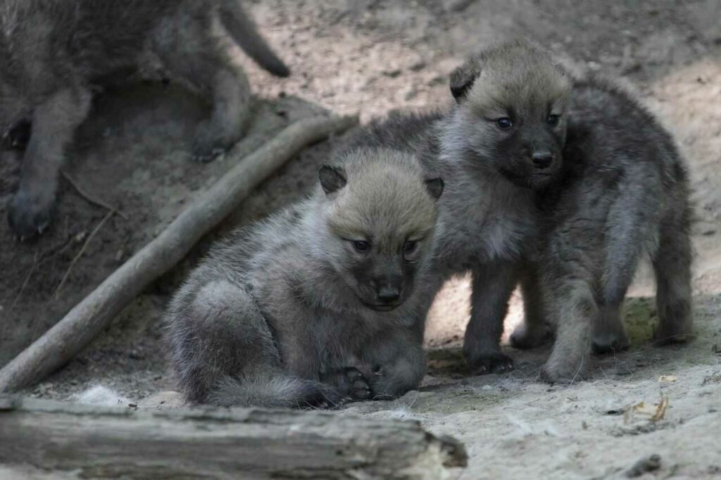 Arctic Wolf