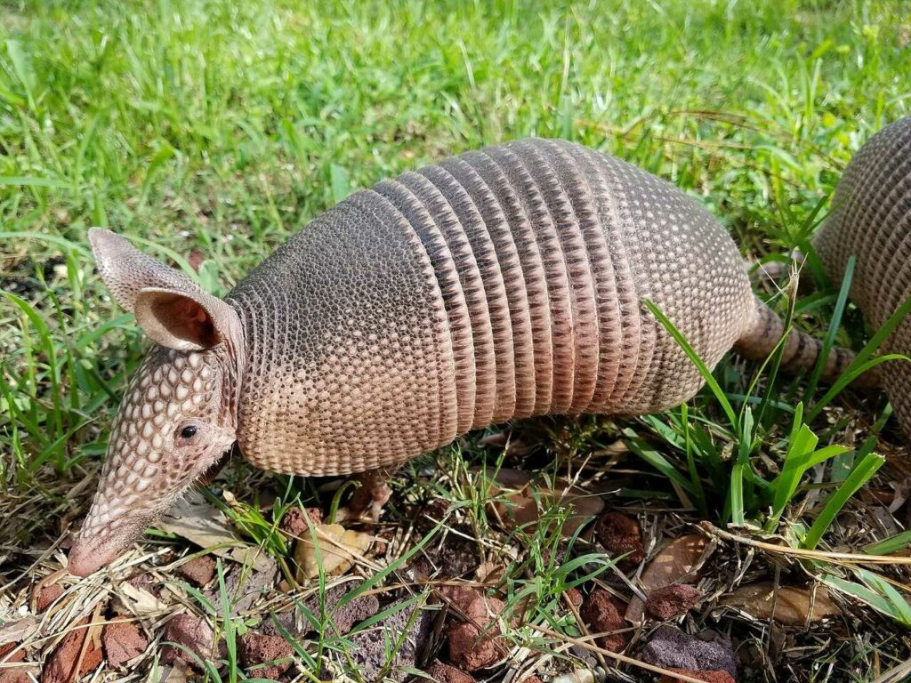 Armadillo