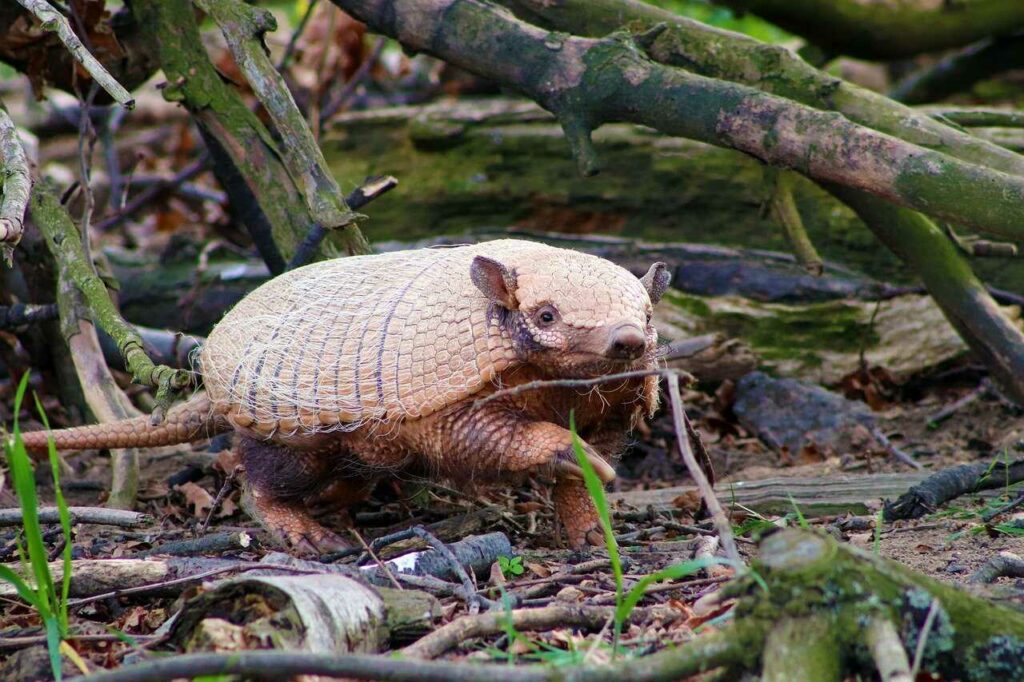 Armadillo