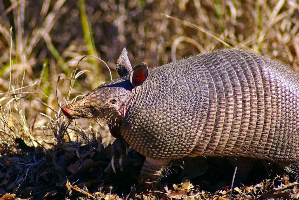 Armadillo