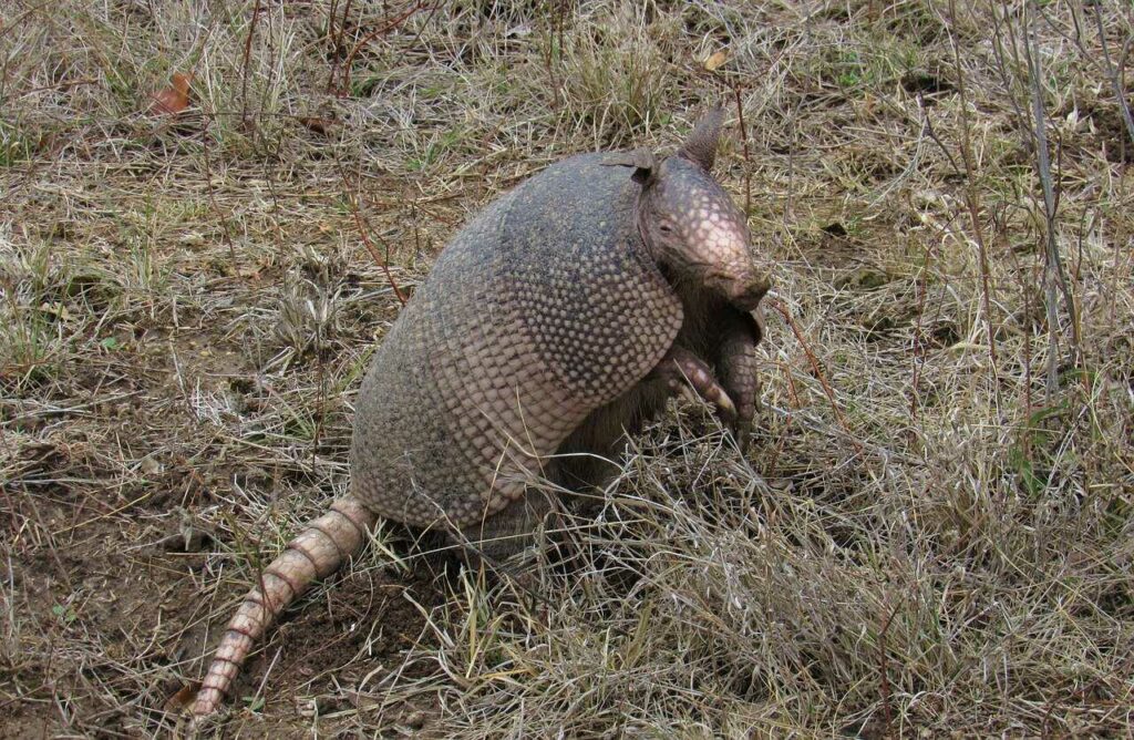 Armadillo