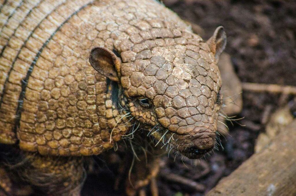 Armadillo